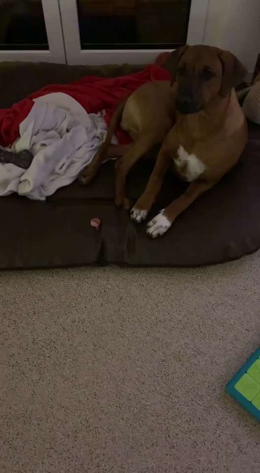 Rhodesian Ridgeback-Beitrag-Bild