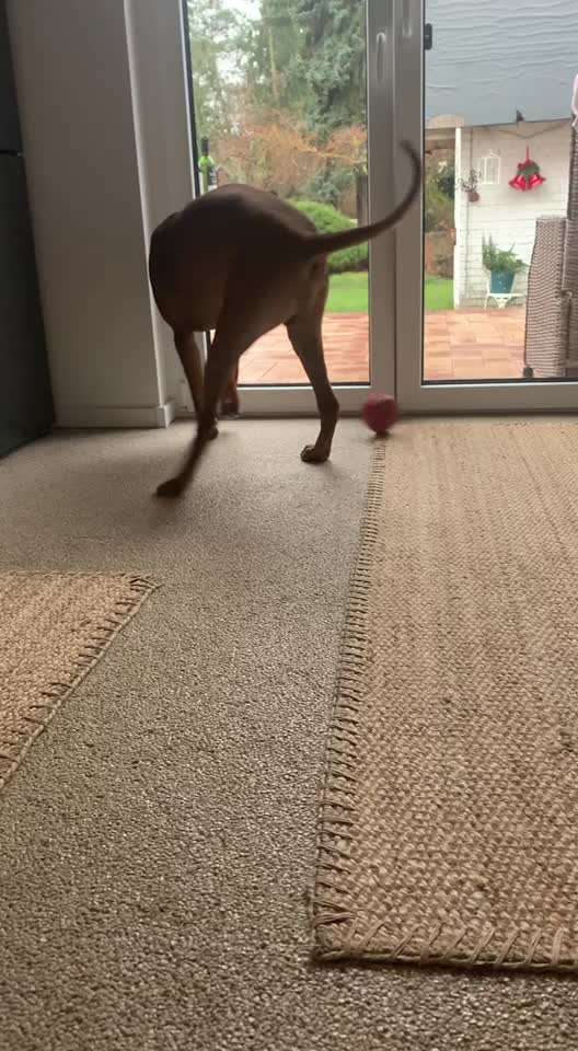 Rhodesian Ridgeback-Beitrag-Bild