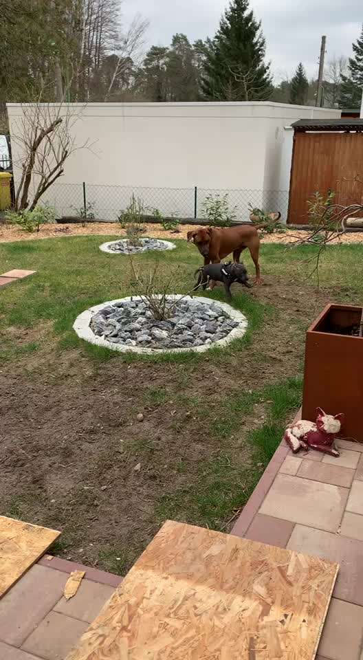 Rhodesian Ridgeback-Beitrag-Bild