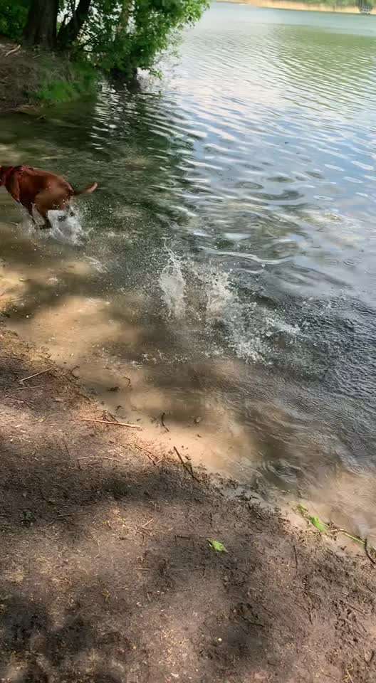 Rhodesian Ridgeback-Beitrag-Bild