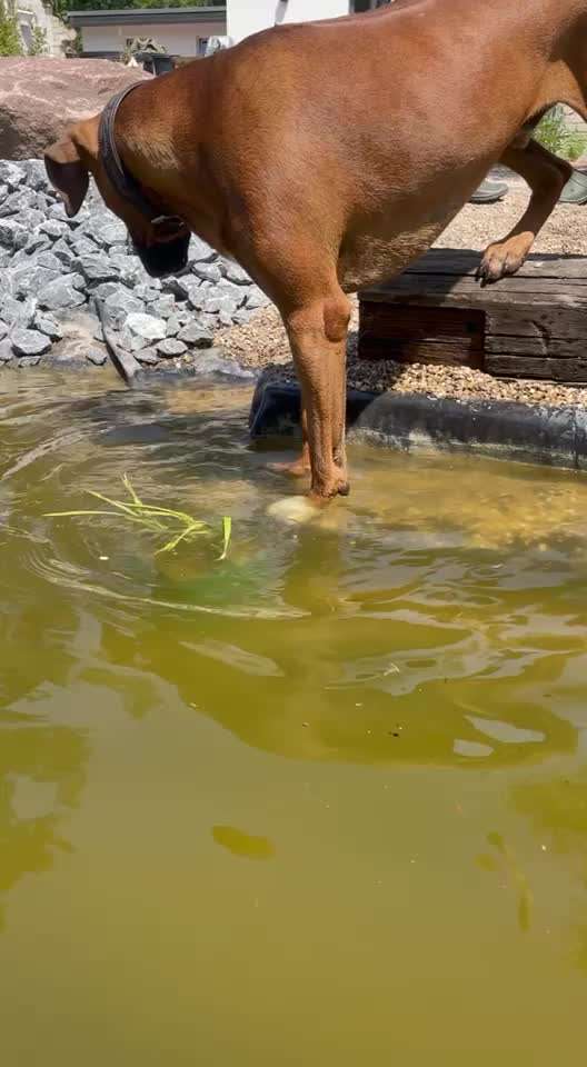 Rhodesian Ridgeback-Beitrag-Bild