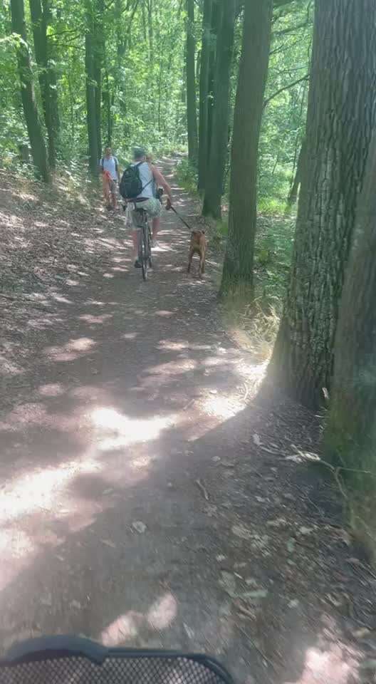 Rhodesian Ridgeback-Beitrag-Bild