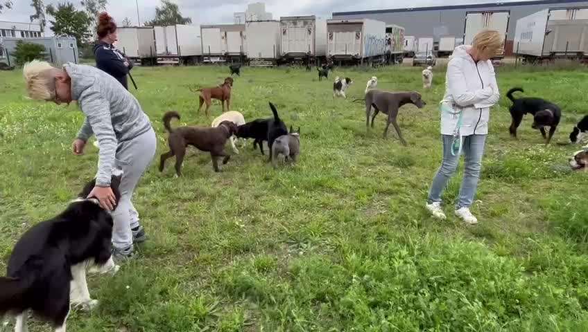 Rhodesian Ridgeback-Beitrag-Bild