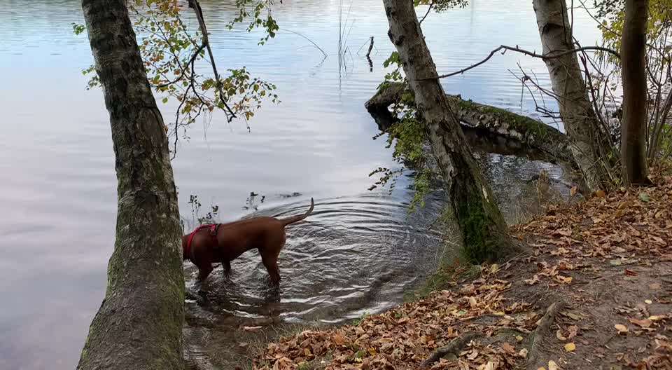 Rhodesian Ridgeback-Beitrag-Bild