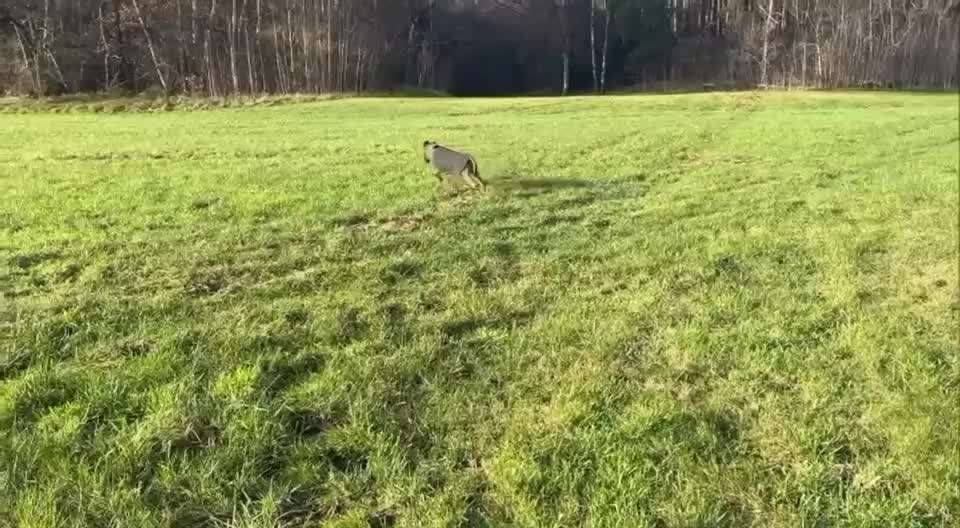 Rhodesian Ridgeback-Beitrag-Bild