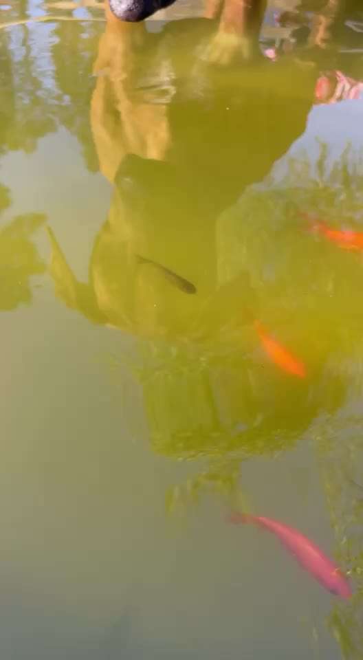 Rhodesian Ridgeback-Beitrag-Bild