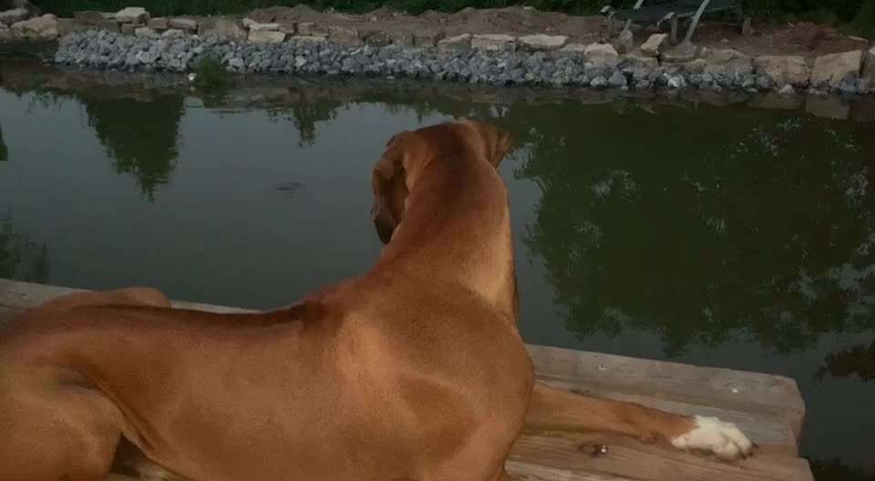 Rhodesian Ridgeback-Beitrag-Bild