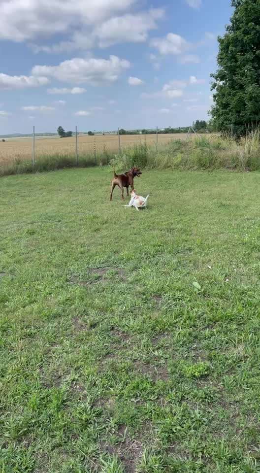 Rhodesian Ridgeback-Beitrag-Bild