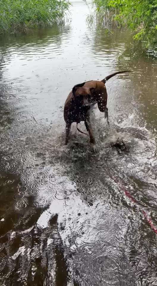 Rhodesian Ridgeback-Beitrag-Bild