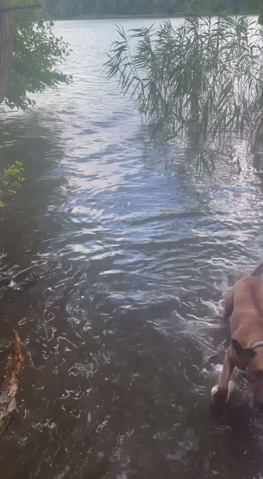 Rhodesian Ridgeback-Beitrag-Bild