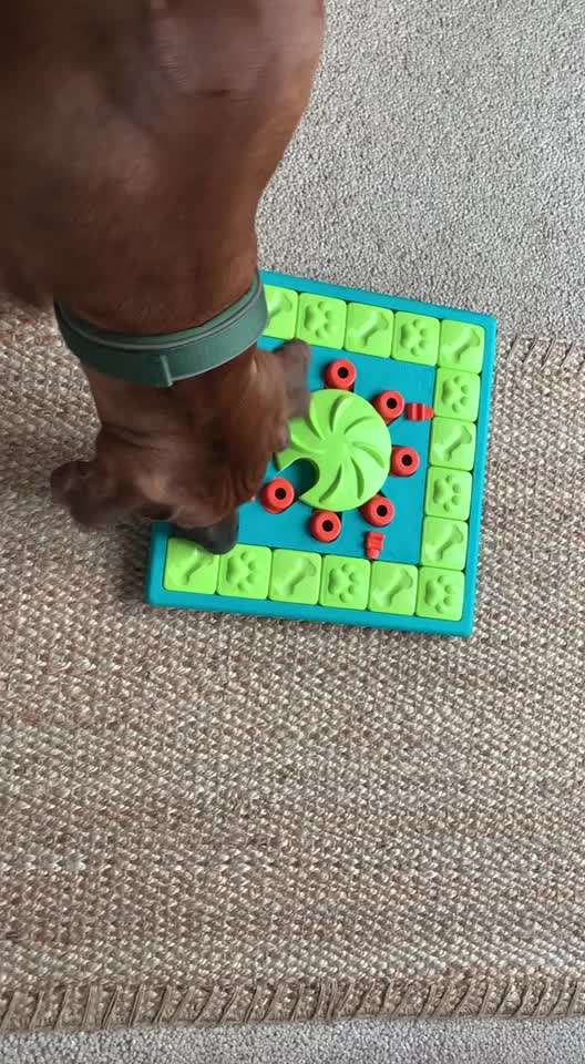 Rhodesian Ridgeback-Beitrag-Bild