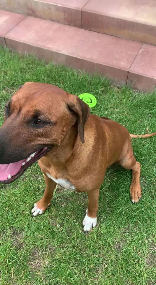 Rhodesian Ridgeback-Beitrag-Bild