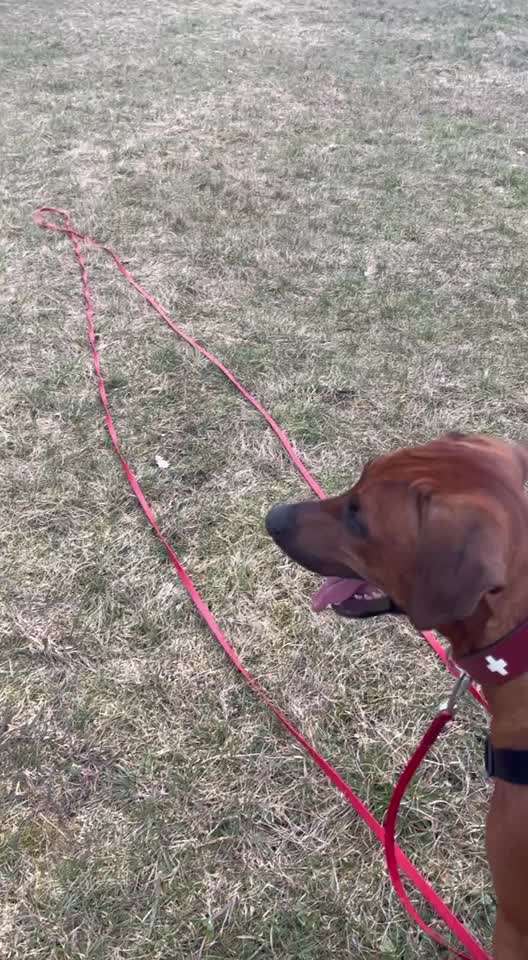 Rhodesian Ridgeback-Beitrag-Bild