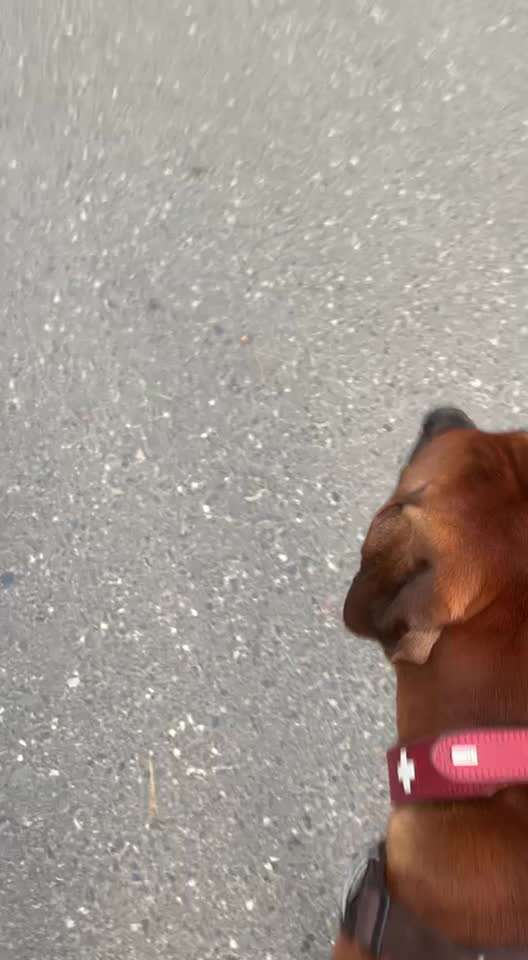 Rhodesian Ridgeback-Beitrag-Bild