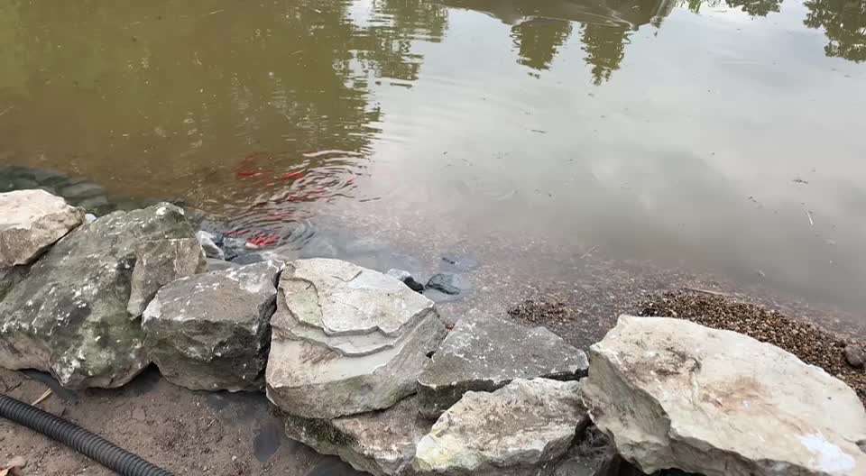 Rhodesian Ridgeback-Beitrag-Bild