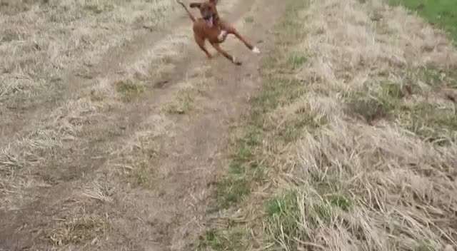 Rhodesian Ridgeback-Beitrag-Bild