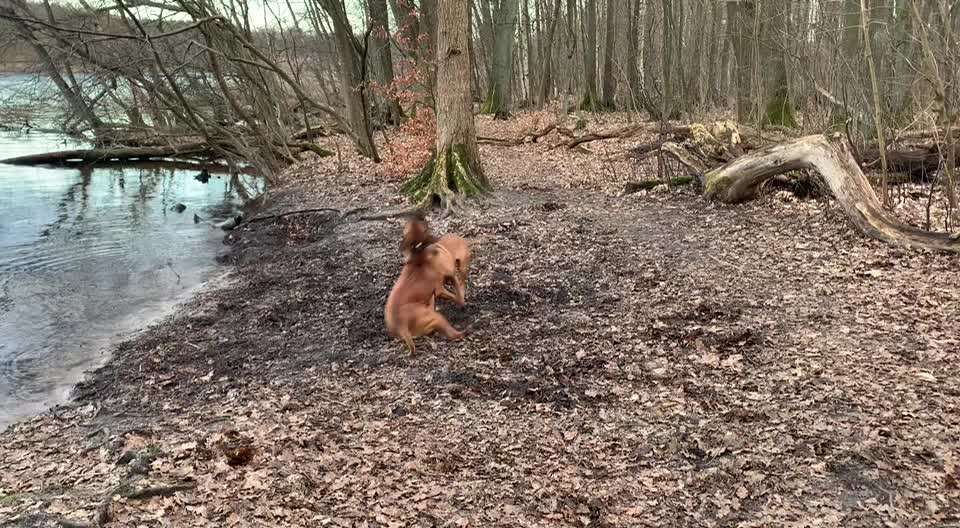 Rhodesian Ridgeback-Beitrag-Bild