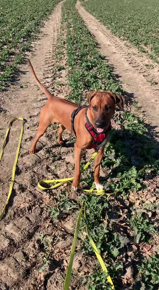 Rhodesian Ridgeback-Beitrag-Bild