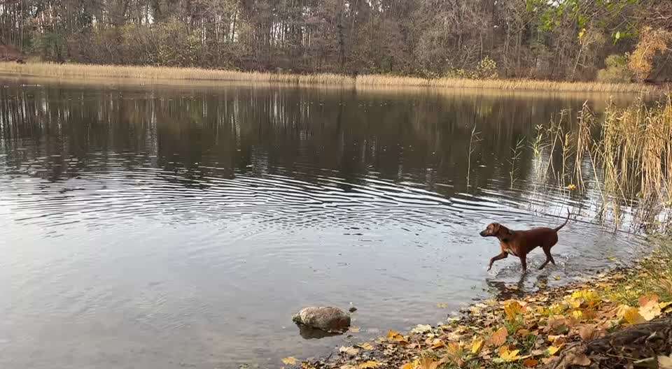 Rhodesian Ridgeback-Beitrag-Bild