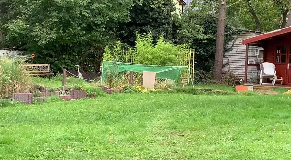 Rhodesian Ridgeback-Beitrag-Bild