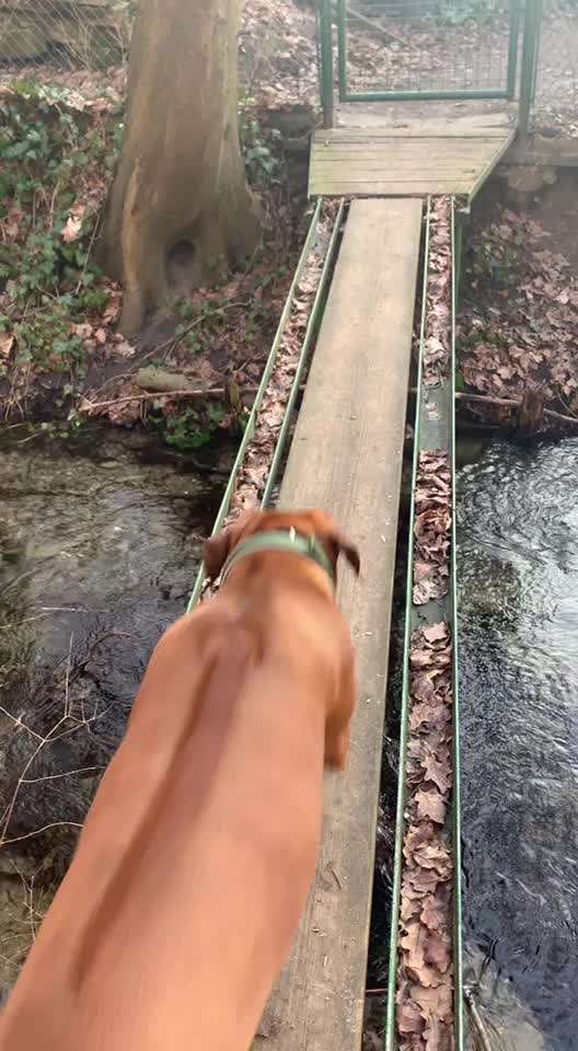 Rhodesian Ridgeback-Beitrag-Bild