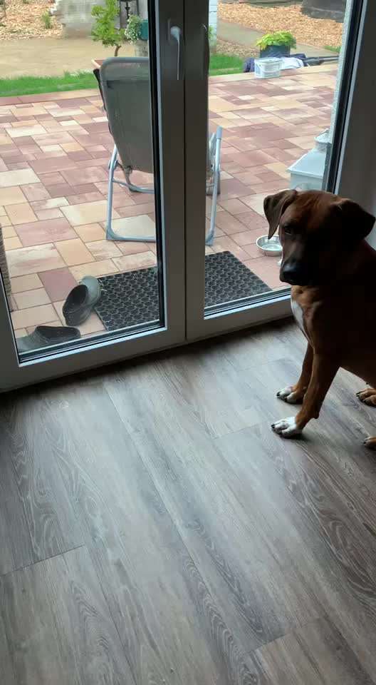 Rhodesian Ridgeback-Beitrag-Bild