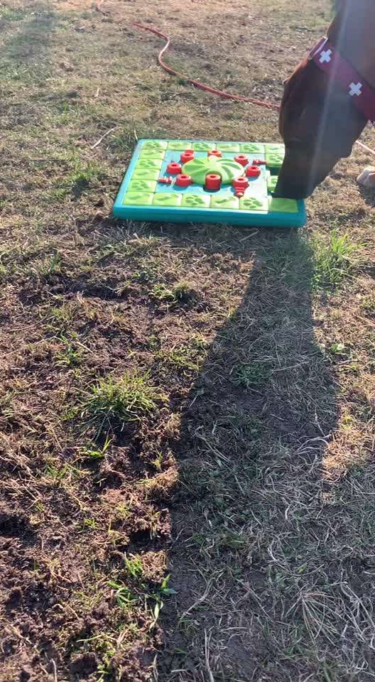 Rhodesian Ridgeback-Beitrag-Bild