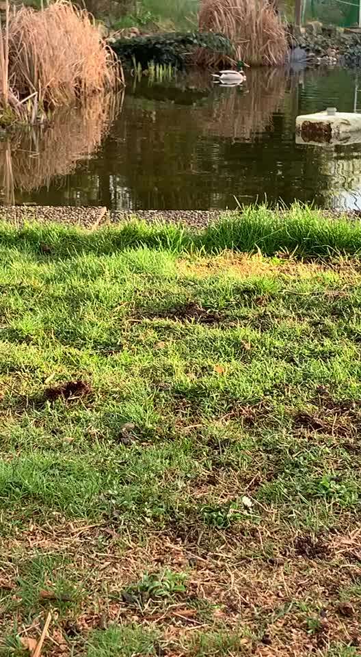 Rhodesian Ridgeback-Beitrag-Bild