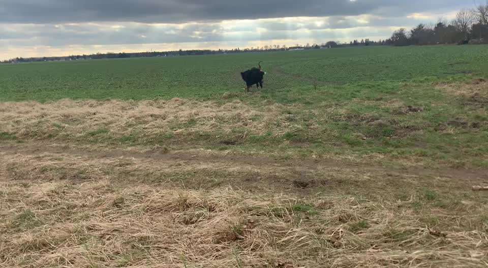 Rhodesian Ridgeback-Beitrag-Bild