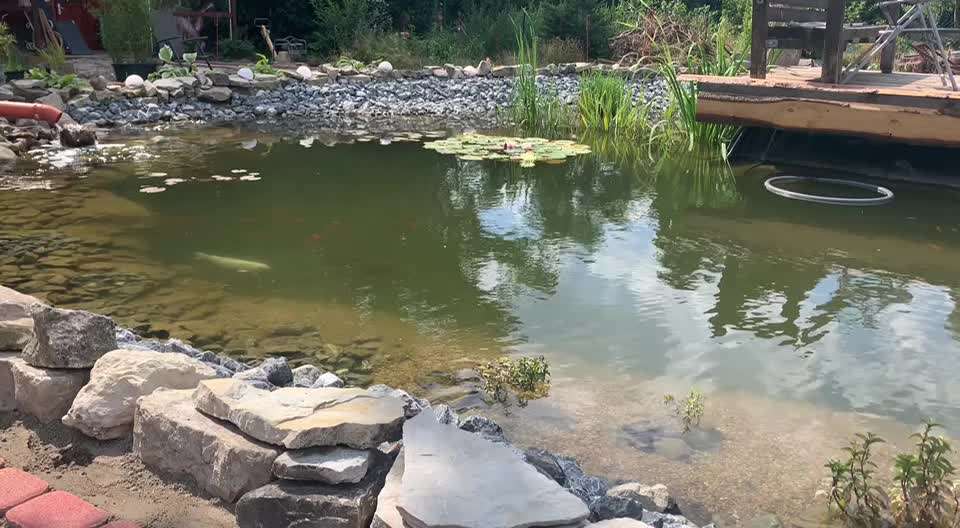 Rhodesian Ridgeback-Beitrag-Bild