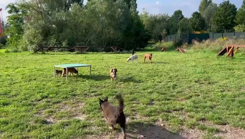 Rhodesian Ridgeback-Beitrag-Bild