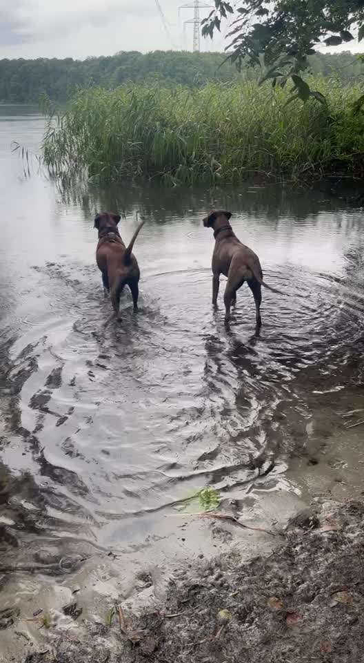 Rhodesian Ridgeback-Beitrag-Bild
