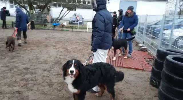 Rhodesian Ridgeback-Beitrag-Bild