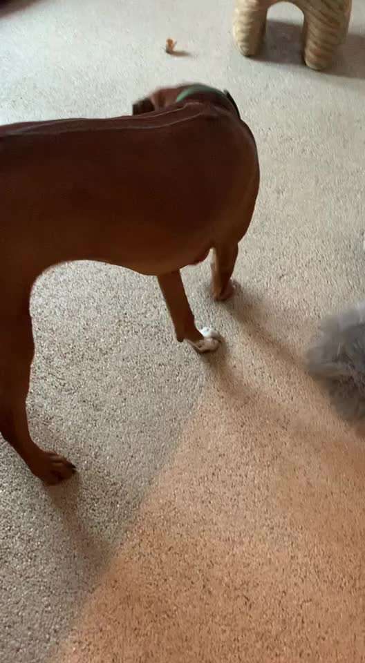 Rhodesian Ridgeback-Beitrag-Bild