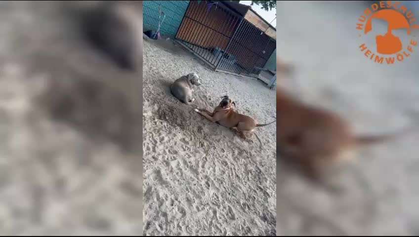 Rhodesian Ridgeback-Beitrag-Bild