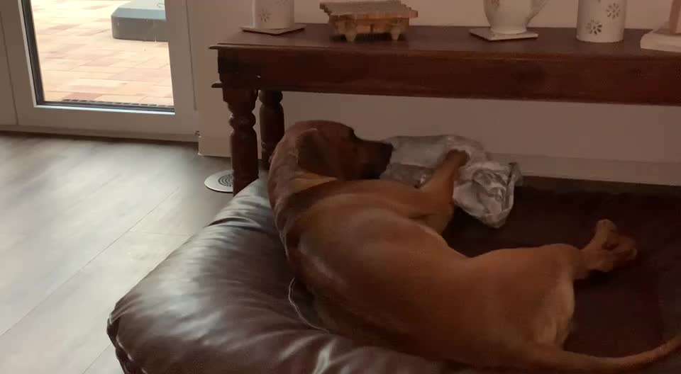 Rhodesian Ridgeback-Beitrag-Bild