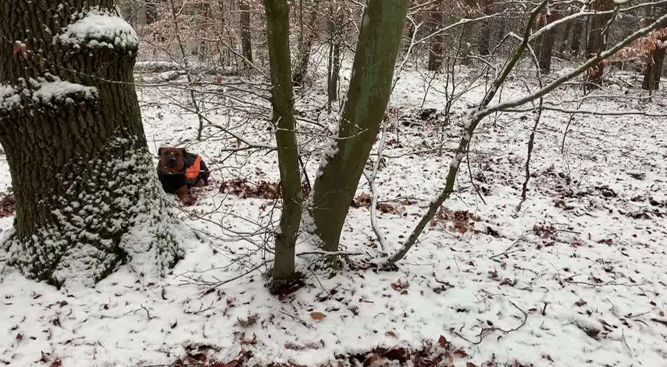 Rhodesian Ridgeback-Beitrag-Bild