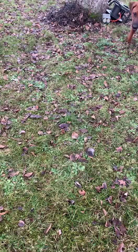 Rhodesian Ridgeback-Beitrag-Bild