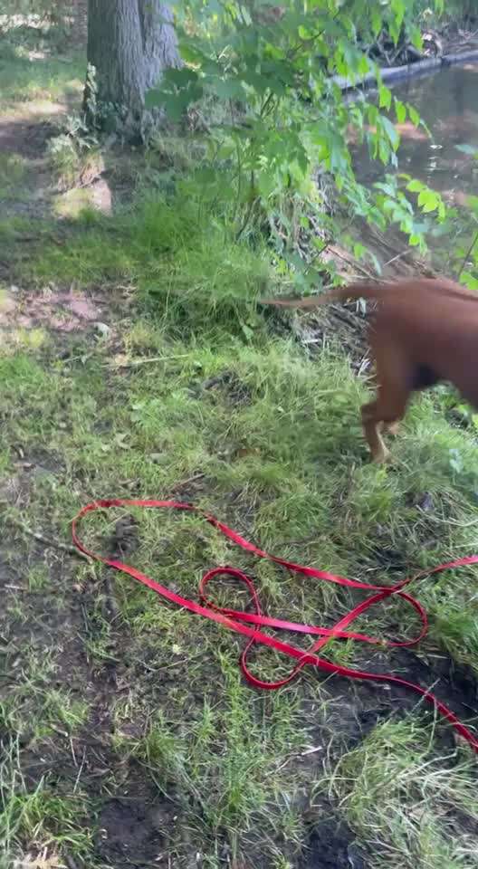 Rhodesian Ridgeback-Beitrag-Bild