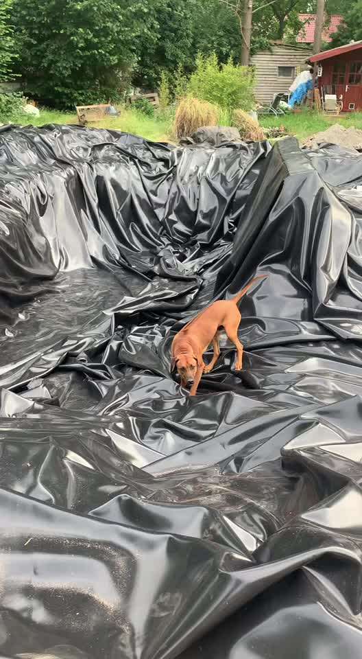 Rhodesian Ridgeback-Beitrag-Bild