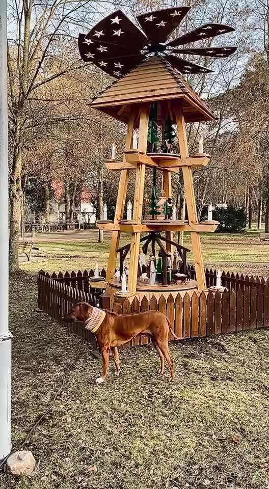 Rhodesian Ridgeback-Beitrag-Bild