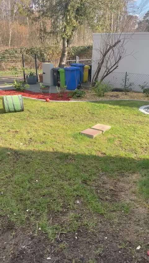 Rhodesian Ridgeback-Beitrag-Bild