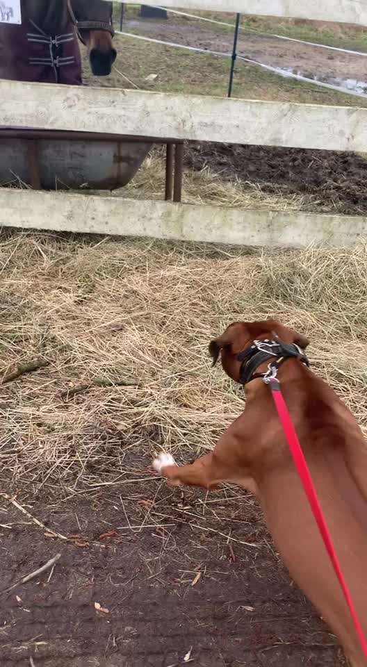 Rhodesian Ridgeback-Beitrag-Bild