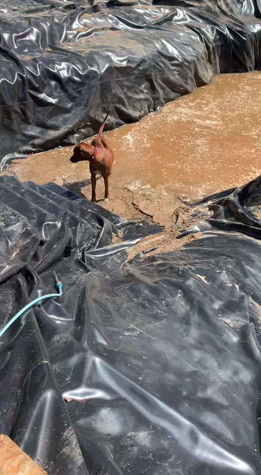 Rhodesian Ridgeback-Beitrag-Bild