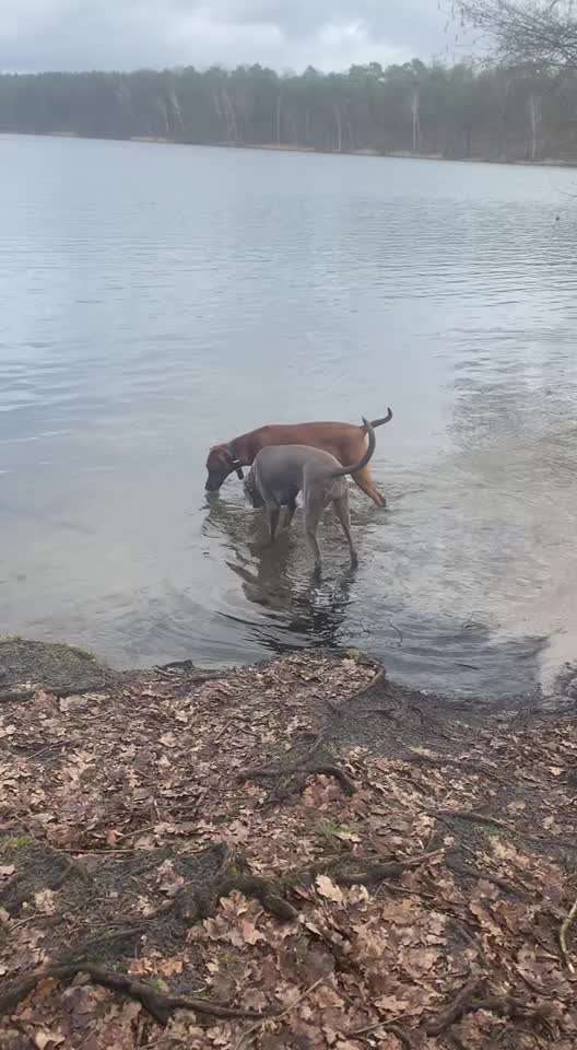 Rhodesian Ridgeback-Beitrag-Bild