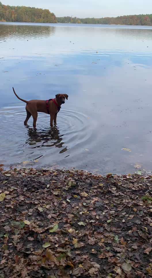 Rhodesian Ridgeback-Beitrag-Bild
