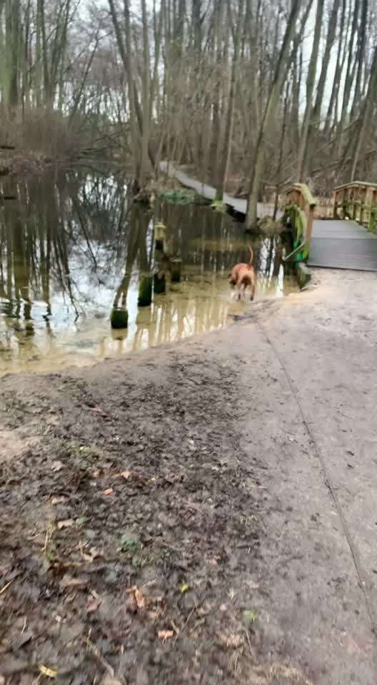 Rhodesian Ridgeback-Beitrag-Bild