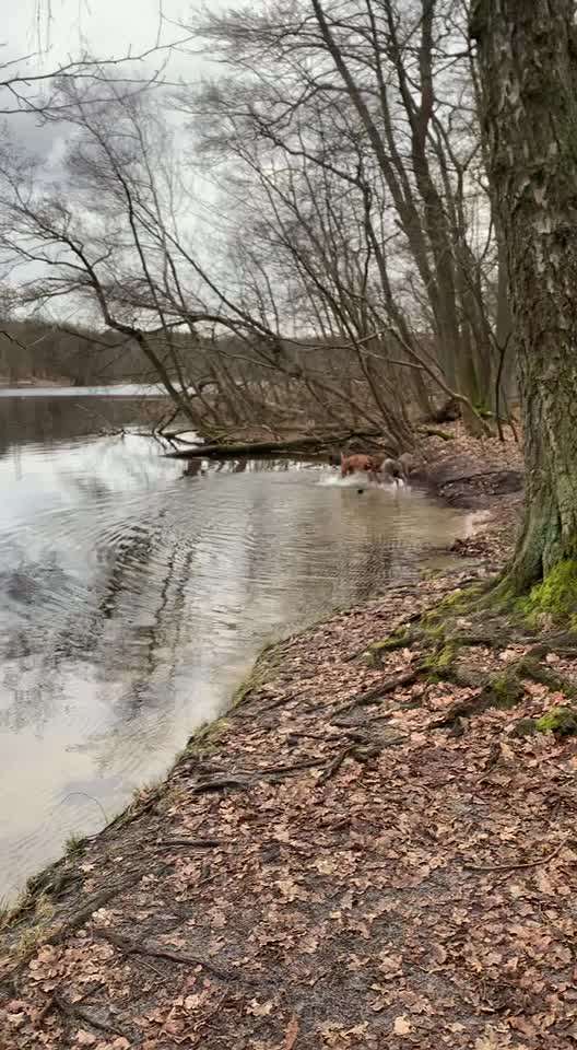 Rhodesian Ridgeback-Beitrag-Bild