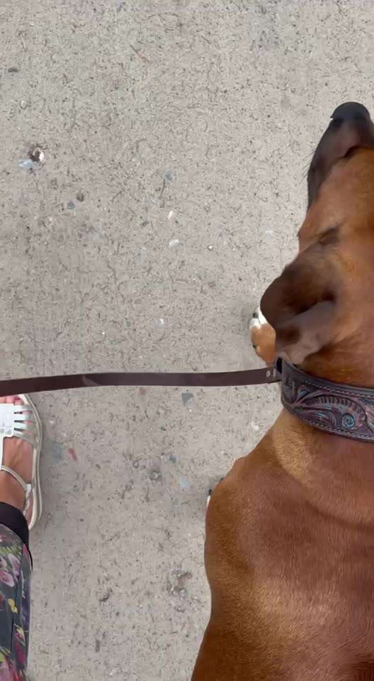 Rhodesian Ridgeback-Beitrag-Bild