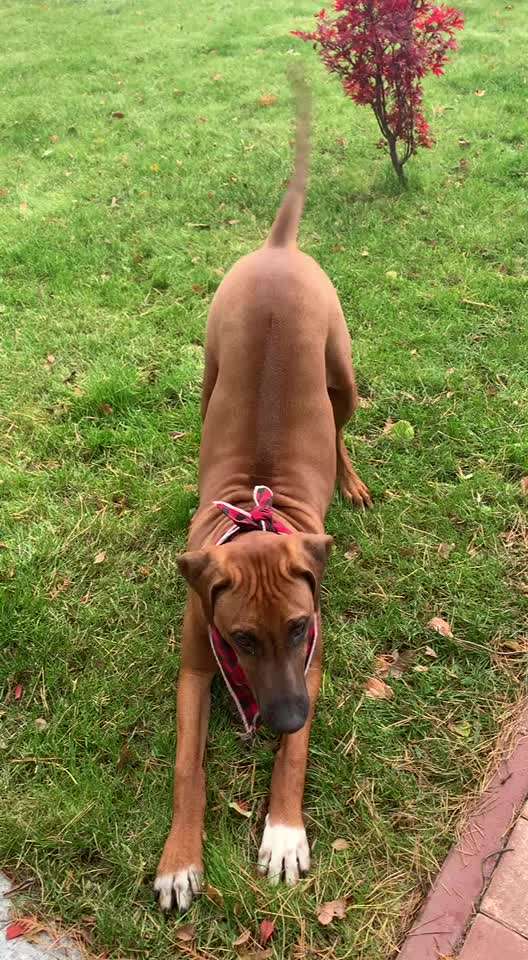 Rhodesian Ridgeback-Beitrag-Bild